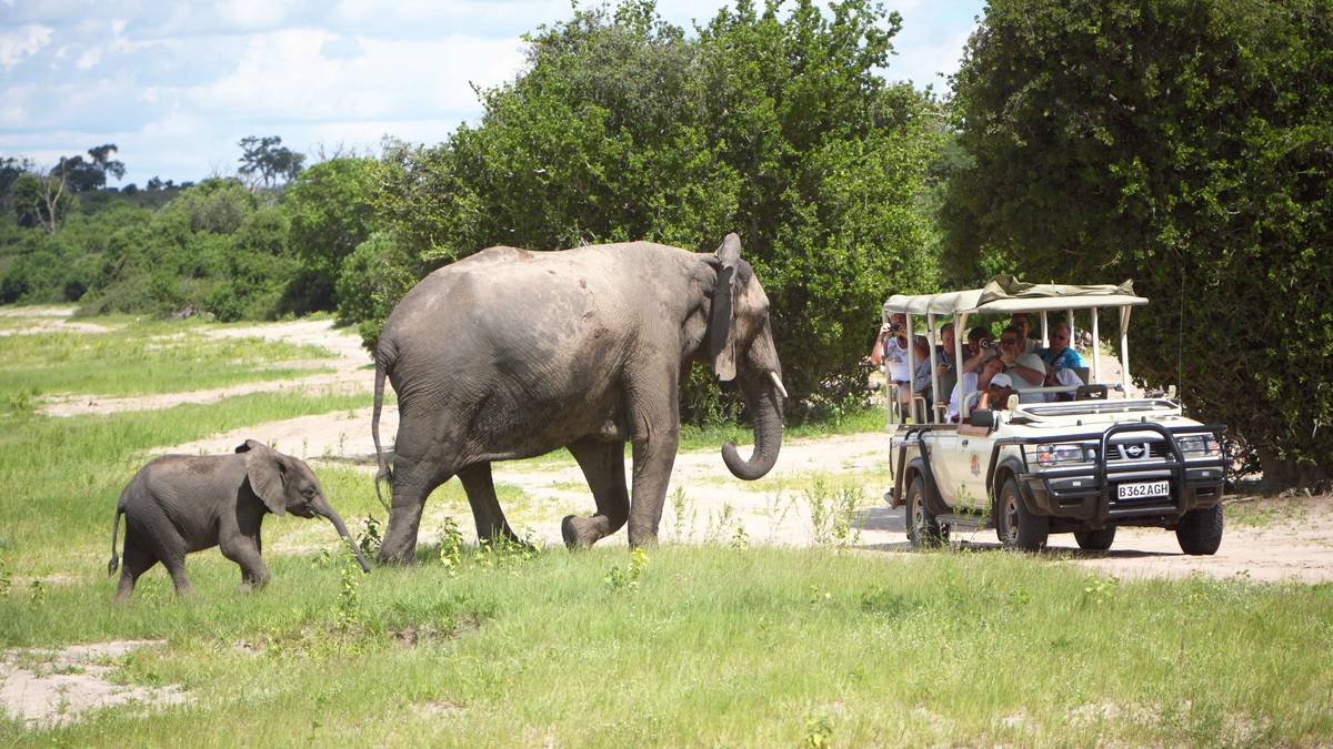 Chobe Full Day Trip